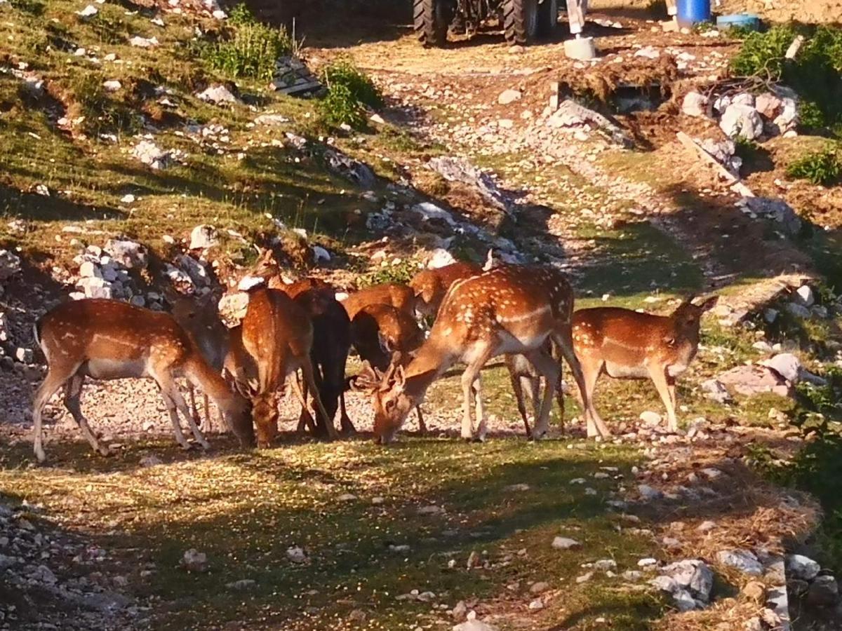 Mountain Lodge Forte Emilia Kobarid Bagian luar foto